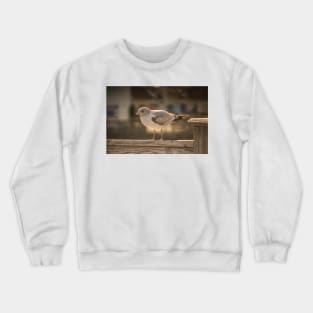 California gull in myrtle beach Crewneck Sweatshirt